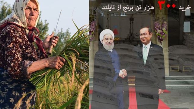 با این تصمیم برنج ایرانی را کِرمها باید بخورند! +فیلم با این تصمیم برنج ایرانی را کِرمها باید بخورند! +فیلم