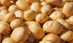ایران ۵ هزار تن سیبزمینی از هند خرید ایران ۵ هزار تن سیبزمینی از هند خرید