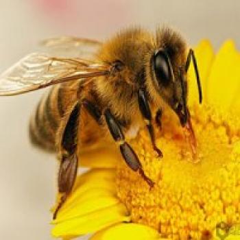 درمان کرونا با سم زنبورعسل؛ خطر جدی برای مبتلایان به آسم