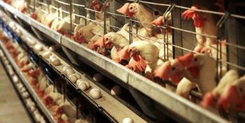سود ۱۵۰۰ تومانی دلالان از هر قطعه جوجه یکروزه مرغ/ برنامه افزایش ۳۰ درصدی بهره‌وری تولید طیور
