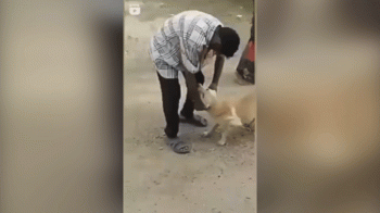 نجات سگ از چنگال مرد هندی توسط یک گاو ! + فیلم