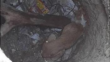 عملیات نجات سگ از داخل چاه ۴ متری