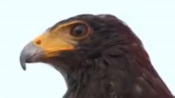 ویدئو/حمله عقاب طلایی به گرگ‌‌‌‌‌ها و شکار آن‌ها