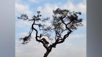 تعقیب و گریز پلنگ گرسنه و میمون در بالای یک درخت + فیلم
