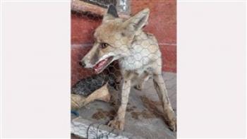 وحشت ساکنان ساختمانی در خیابان ملک از ورود یک روباه