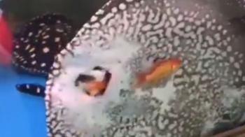 فیلمی از لحظه شکار ماهی توسط سفره ماهی