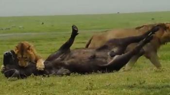 ویدئو/قدرت شیر نر در شکار بوفالو