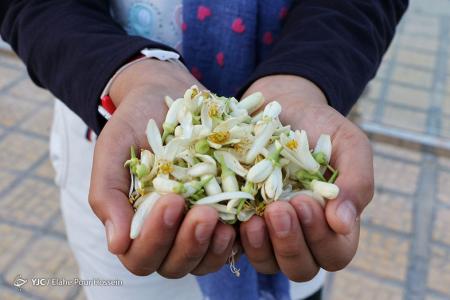 بهبود دستگاه گوارش و آرامش اعصاب با این گیاه