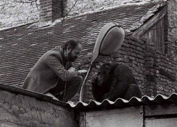 ‏حرف زدن مدیر باغ‌وحش بلگراد با شامپانزه‌ فراری! +عکس