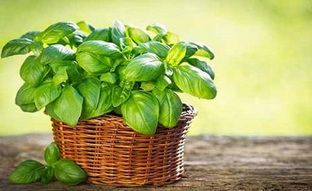موثر‌ترین پادزهر‌های گیاهی برای رفع مسمومیت را بشناسید