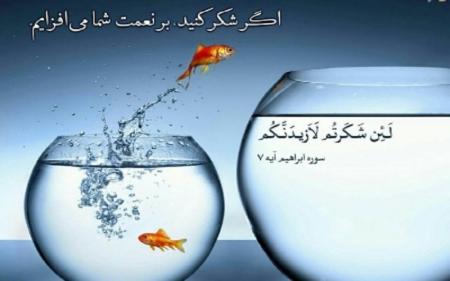 ویژگی انسان های ناسپاس و شاکر را بشناسید ویژگی انسان های ناسپاس و شاکر را بشناسید