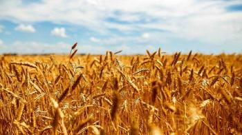 با افزایش خرید تضمینی گندم نیاز به واردات کاهش می‌یابد