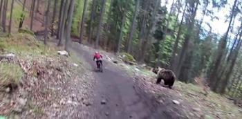 فیلم| غافلگیری دوچرخه سوار توسط یک خرس!