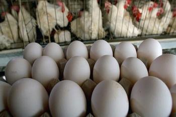 هر شانه تخم‌مرغ در خرده فروشی های تهران ۳۵ تا ۳۸ هزار تومان شد