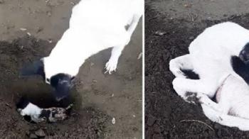 صحنه عجیب دفن کردن توله سگ مُرده توسط مادرش! +فیلم
