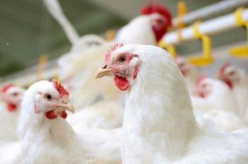 قیمت جدید مرغ زنده تعیین شد/ ۱۳ هزار تومان به ازای هرکیلوگرم