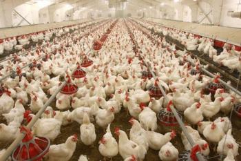 نرخ هر کیلو مرغ ۲۴ هزار و ۵۰۰ تومان
