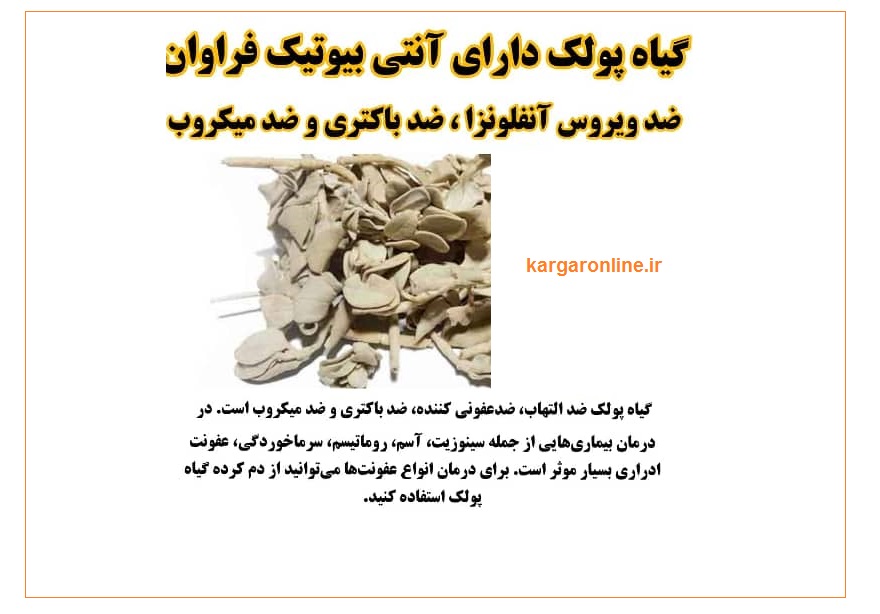 درمان سریع سینوزیت/آسم/روماتیسم/سرماخوردگی و عفونت ادرای فقط با یک گیاه+عکس درمان سریع سینوزیت/آسم/روماتیسم/سرماخوردگی و عفونت ادرای فقط با یک گیاه+عکس