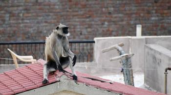کشته شدن دختر نوجوان توسط میمون ها! / میمون‌ها تهدیدی همیشگی در منطقه مظفرنگار هند هستند