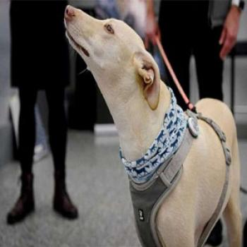 سگ های کرونایاب بهتر از آزمایش های تخصصی بیماران را شناسایی می کنند