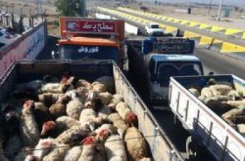 گوسفند‌ها جلوی چشم مسئولان ۲۷ دستگاه متولی از کشور می‌روند!