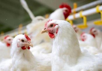 طلایی: قیمت مرغ تا ۱۰ روز دیگر کاهش می یابد/ توزیع روزانه ۳۰۰ هزار تن مرغ ۱۵ تا ۱۸.۵ هزار تومانی