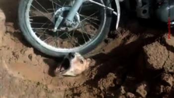 شکنجه گر سگ های بوشهری دستگیر شد + جزئیات هولناک