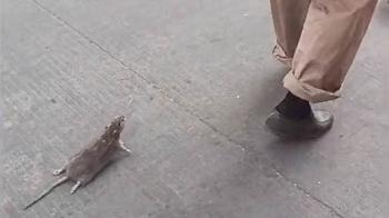 موش گردانی مرد چینی در خیابان! (+عکس)