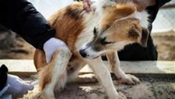 بازداشت معرکه‌گیرهایی که بین سگ‌ها دعوا می‌انداختند