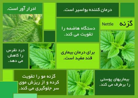 تنهابا یک گیاه؛ بواسیر/یبوست/ریزش مو/نقرس/قندخون/بیماری پوستی و گوارش را سالم سازی کنید