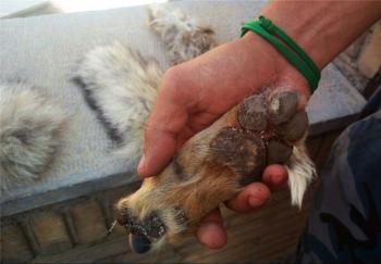 کشف قطعه‌های بدن گرگ و روباه، در خانه "مهران چیلی" + تصاویر /هشدار! این گزارش حاوی تصاویر تکان دهنده است
