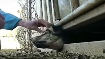فیلم نجات سگ‌ از مرگ توسط جوان دهلرانی