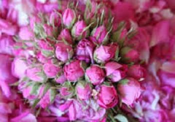با مصرف دمنوش این گل اندام زیبایی داشته باشید
