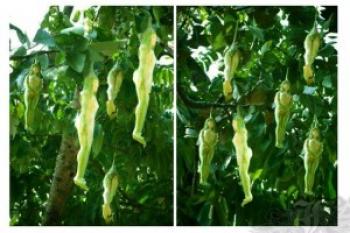 درختی که میوه دختر میدهد!!!؟+ تصاویر درختی که میوه دختر میدهد!!!؟+ تصاویر