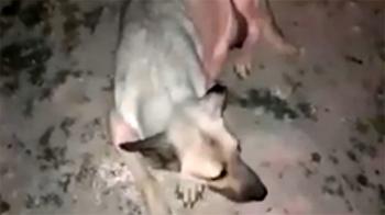 فیلم / زنده سوزاندن ۲ توله سگ در نسیم شهر / سگ مادر گریه می کند؟!