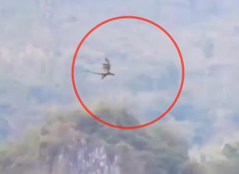 مشاهده دایناسور پرنده در چین!!!+عکس و فیلم