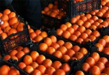 پرتقال در باغ دو هزار تومان؛ فروش در بازار ۲۰ هزار تومان!