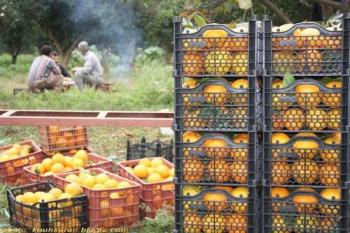 سود ۱۸ هزار تومانی دلالان از خرید و فروش یک کیلو پرتقال