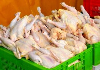 مرغ‌های واردتی سرنوشت نهاده ‌های دامی را پیدا می‌کند/ بزودی قیمت‌ها کاهش می‌یابد