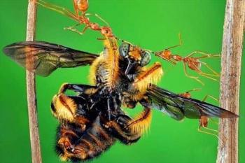 قدرت عجیب و خارق‌العاده یک مورچه! +تصاویر