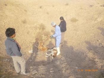 کشف شیوه جدید حذف «سگ‌های ولگرد» در شهرداری یزد!