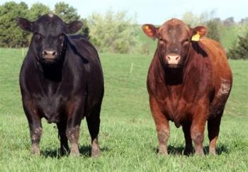 فروش گوشت گوساله با "ژن برتر" کیلویی ۹۰۰ هزار تومان+عکس