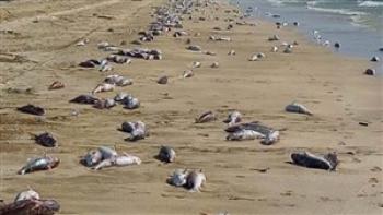 مرگ دست جمعی گربه ماهی ها در ساحل جاسک