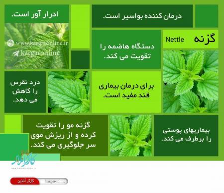 گیاهی که ۱۲ مرض را در شما یکجا درمان می کند