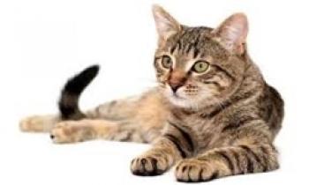 ثبت سفارش واردات «خاک برای خواب گربه» با دلار ۴۲۰۰ تومانی!