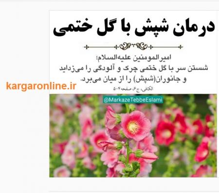 راه حل قطعی درمان شپش سر+عکس