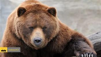 حمله خونین خرس به دامدار باغملکی