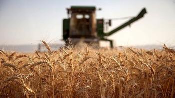 خرید تضمینی گندم به ۴ میلیون و ۷۰۰ هزار تن رسید/ پتانسیل خودکفایی گندم در کشور وجود دارد