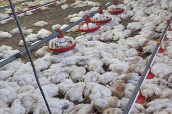 تلفات گسترده مرغ در مرغداری‌های ایران به علت قطعی برق / قیمت مرغ دوباره افزایش می یابد؟