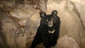 حمله خونین خرس ها به زن پیرانشهری